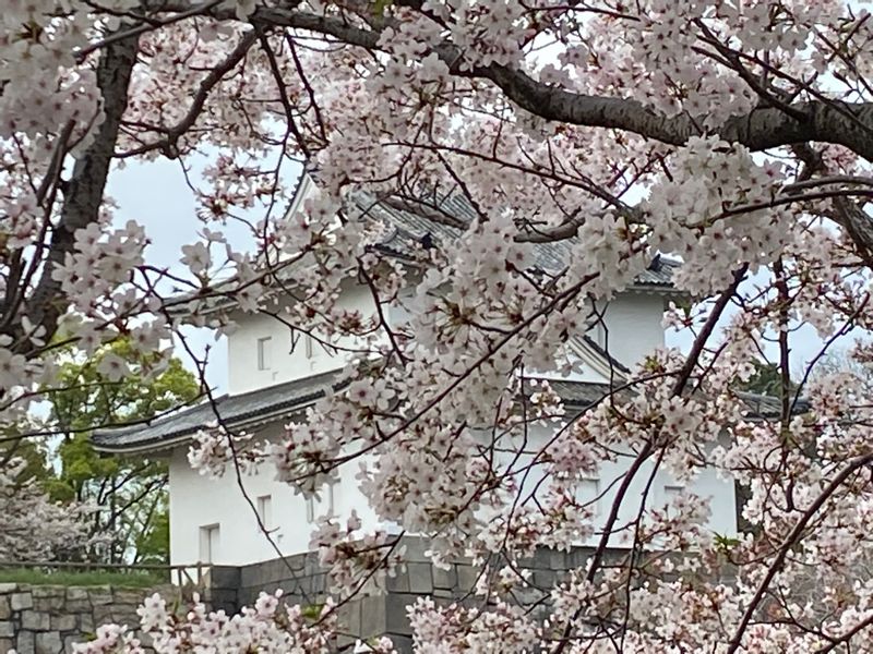 Osaka Private Tour - Cherry blossoms in Osaka Castle