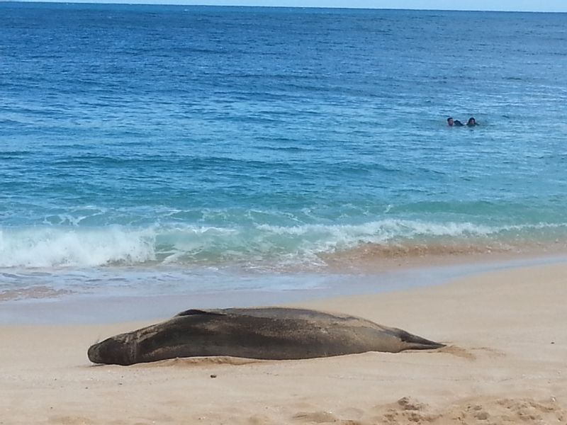 Hawaii (Oahu) Private Tour - Hawaiian Monk Seal