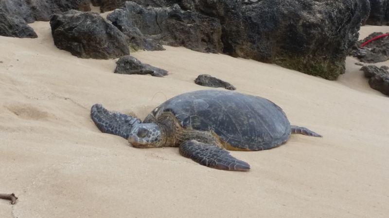 Hawaii (Oahu) Private Tour - Hawaiian Sea Turtle "Honu"