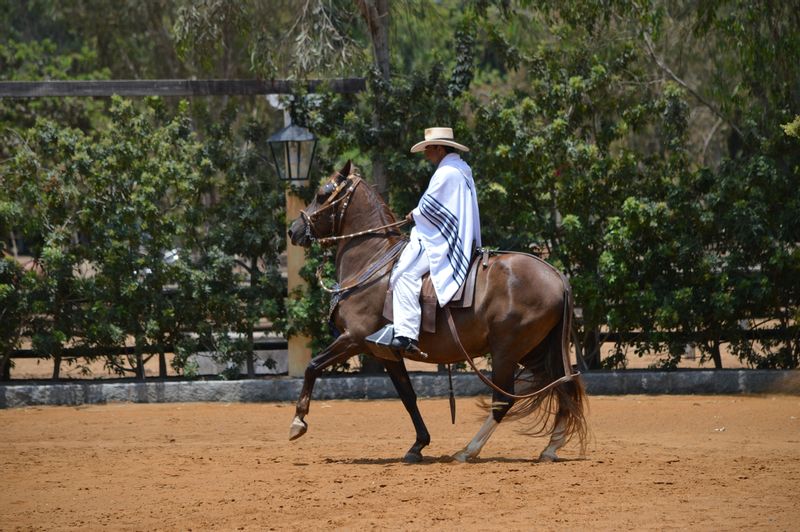 Lima Private Tour - Peruvian Paso Horse & Dance Exhibition