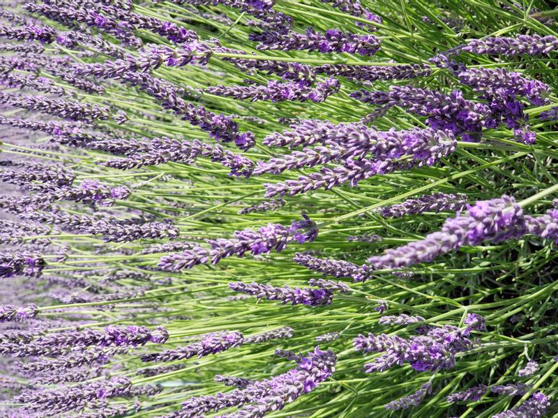 Provence-Alpes-Cote d'Azur Private Tour - Lavander in July 