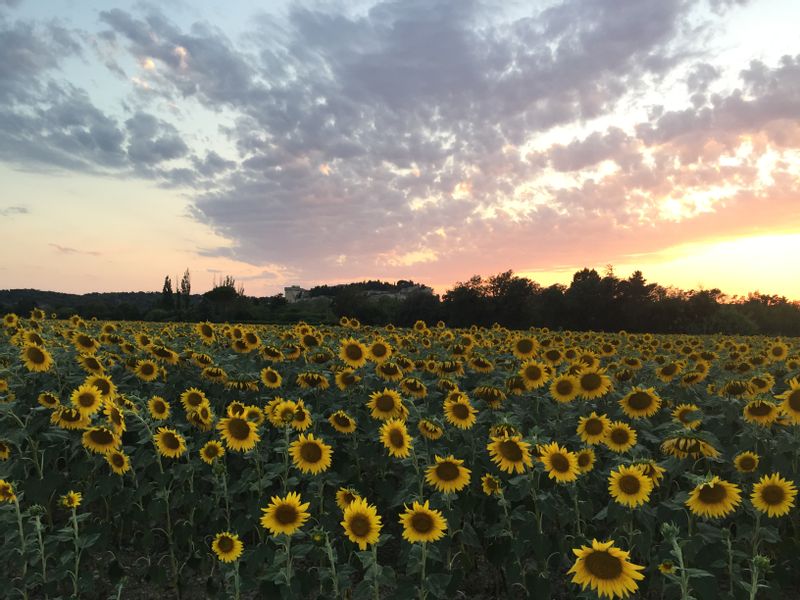 Provence-Alpes-Cote d'Azur Private Tour - Sunflowers 