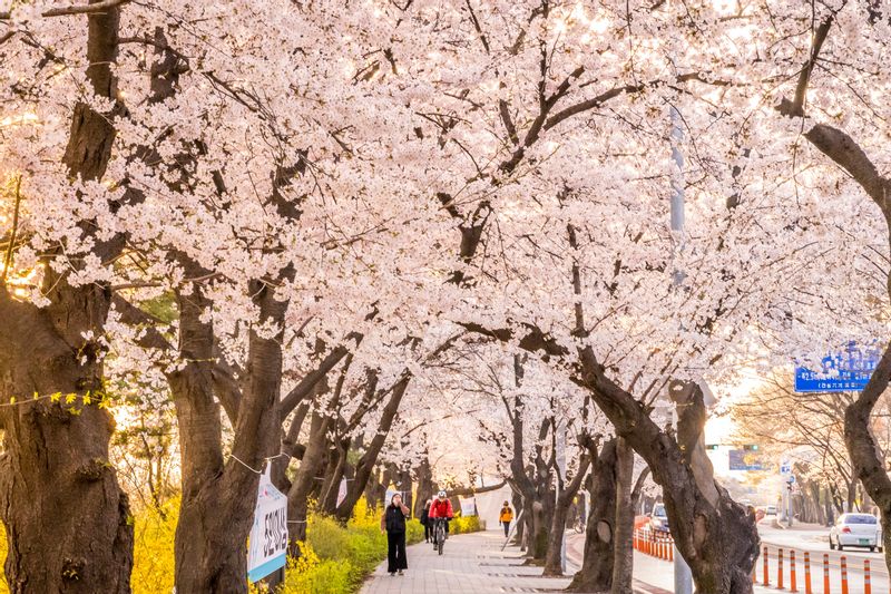 Seoul Private Tour - Cherry blossoms in Seoul