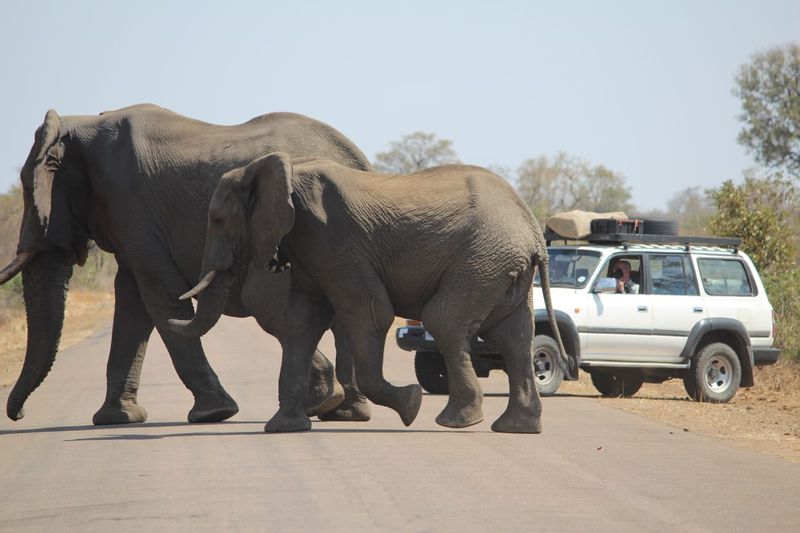 Gauteng Private Tour - Kruger National Park - close encounters with wild animals 