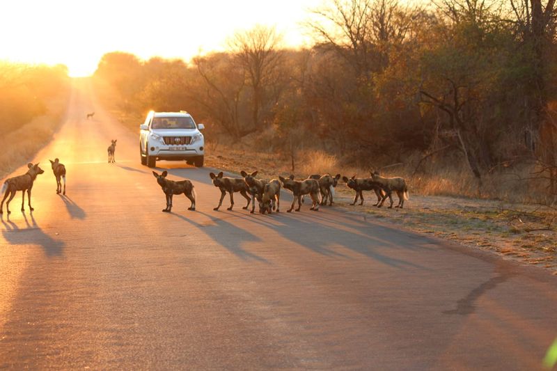 Gauteng Private Tour - My Favourite  - The Wild Dogs 