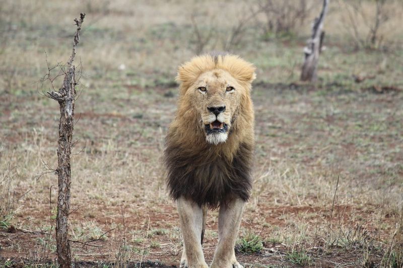 Gauteng Private Tour - The King at our Nature Park tours 