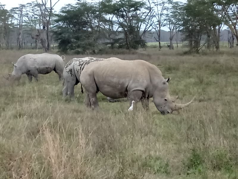 Nairobi Private Tour - White rhino in Nakuru 