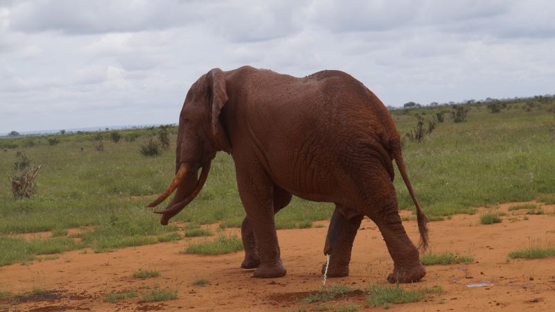 Nairobi Private Tour - The red elephants of Tsavo.