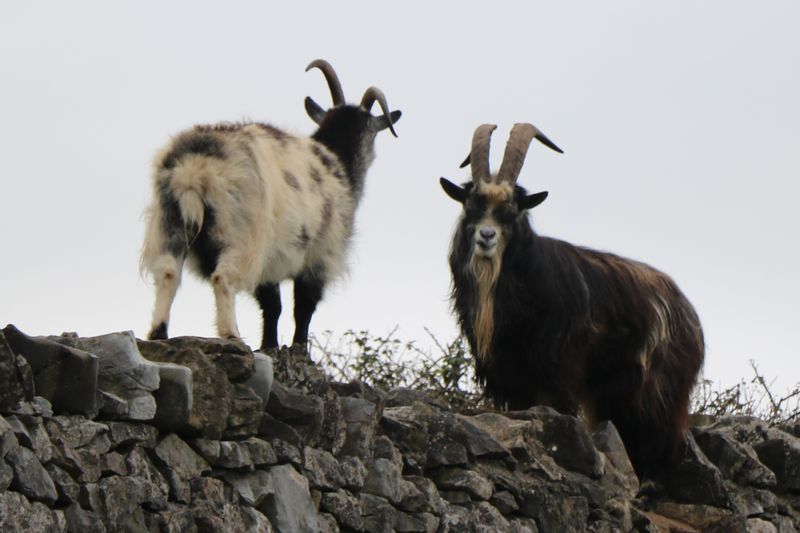 Somerset Private Tour - Billy Goats Gruff on Cheddar Gorge