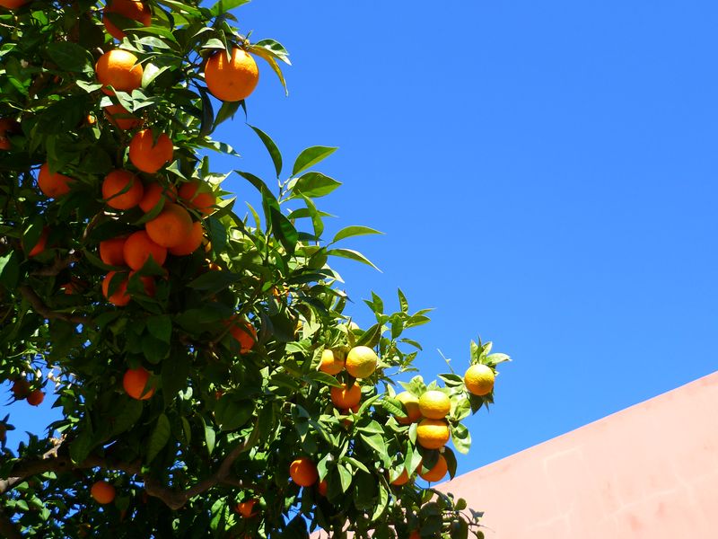 Seville Private Tour - Orange trees and a bright blue sky, a very typical image from Seville