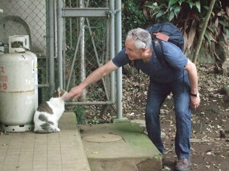 Kanagawa Private Tour - Enoshima cats (Eno Neko) are also popular.