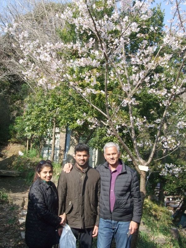 Kanagawa Private Tour - Under an early blooming cherry tree