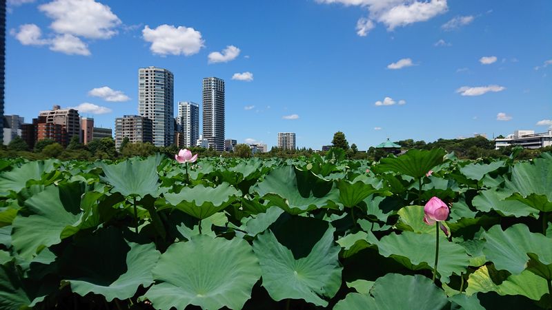 Tokyo Private Tour - Lotus cover the Shinobazu Pond in Ueno