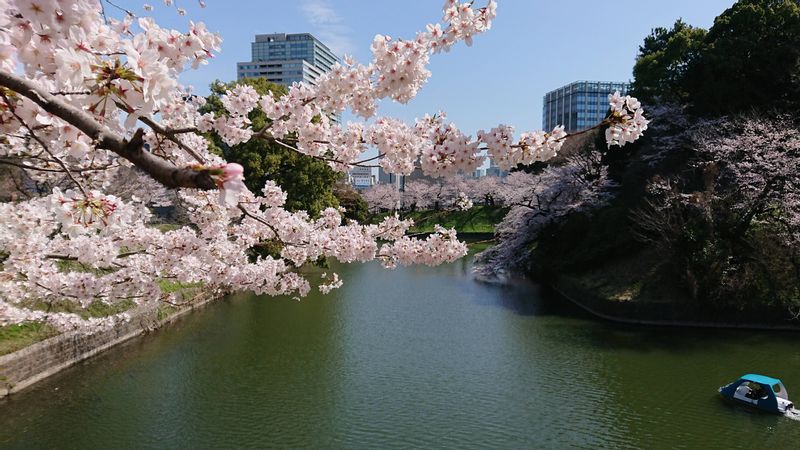 Tokyo Private Tour - Chidorigafuchi Moat: cherry blossoms adorn the Imperial Palace grounds