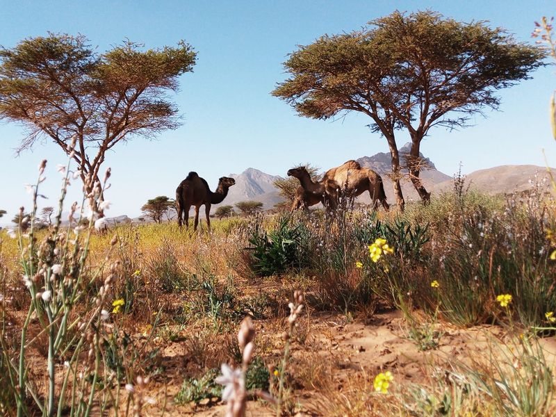 Marrakech Private Tour - Camel hood