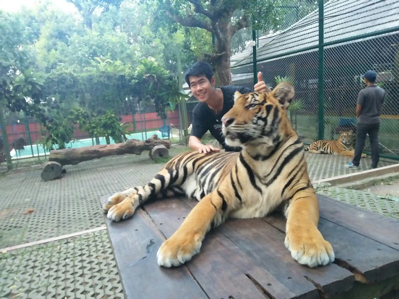 Phuket Private Tour - At the Tiger Kingdom. 
The activity is take photo with tiger by close up.