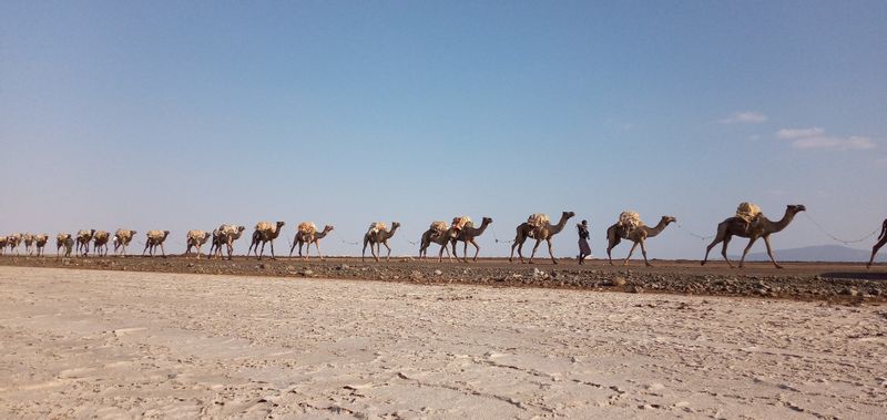 Addis Ababa Private Tour - Camel caravan in Danakil depression