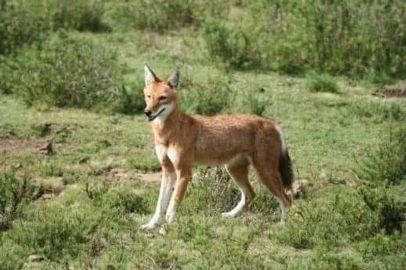 Addis Ababa Private Tour - Ethiopian Wolf in Bale mountains NP