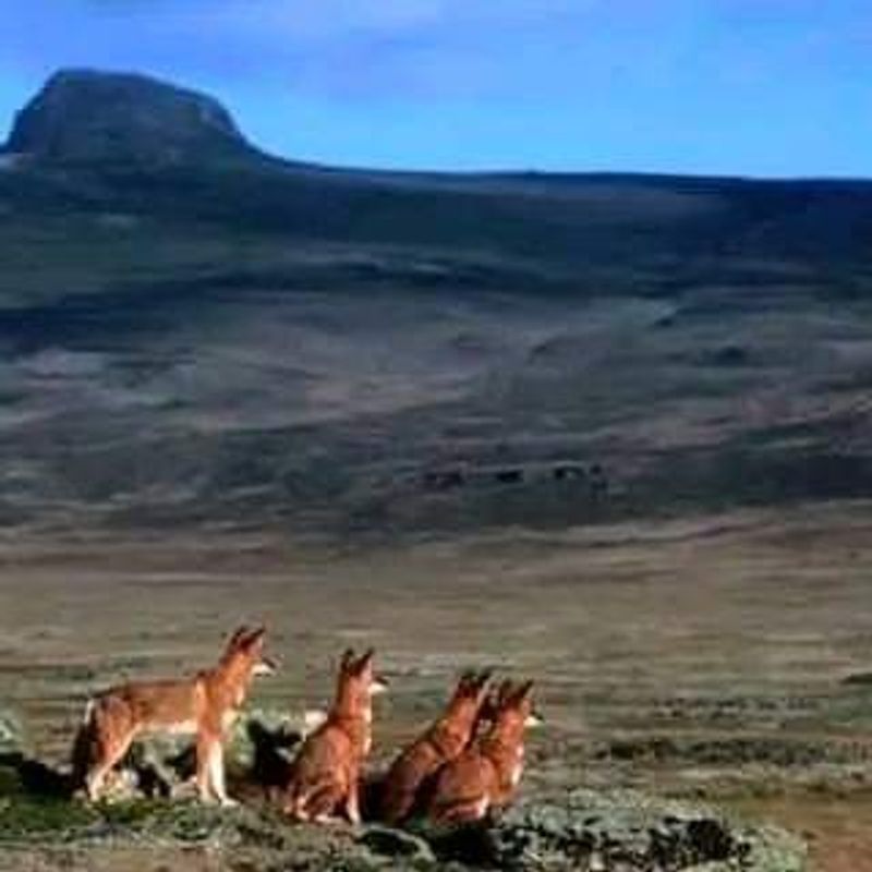 Addis Ababa Private Tour - Ethiopian Wolf in Bale mountain NP