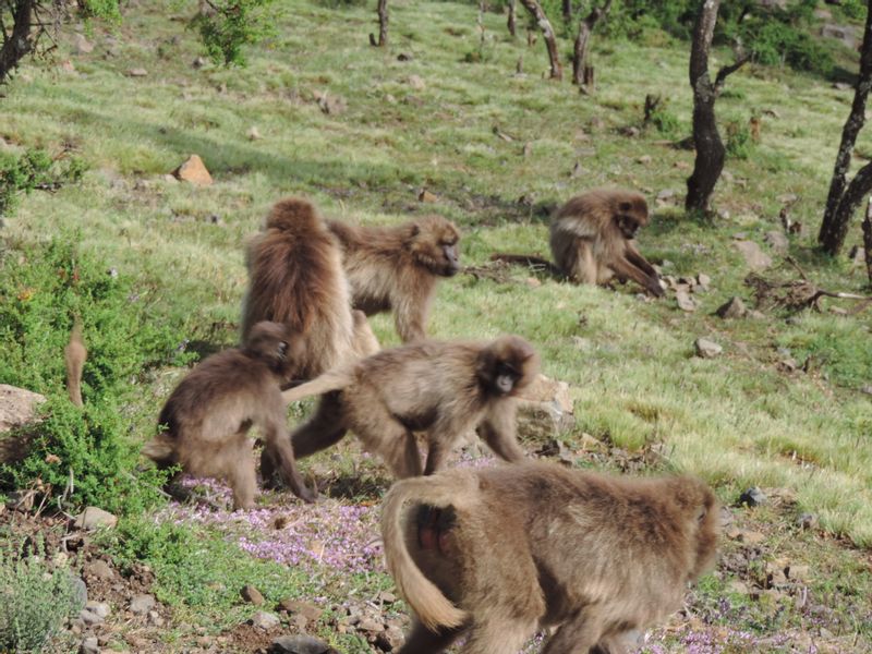 Addis Ababa Private Tour - Gelada Baboons grazing in the Simen miuntains 