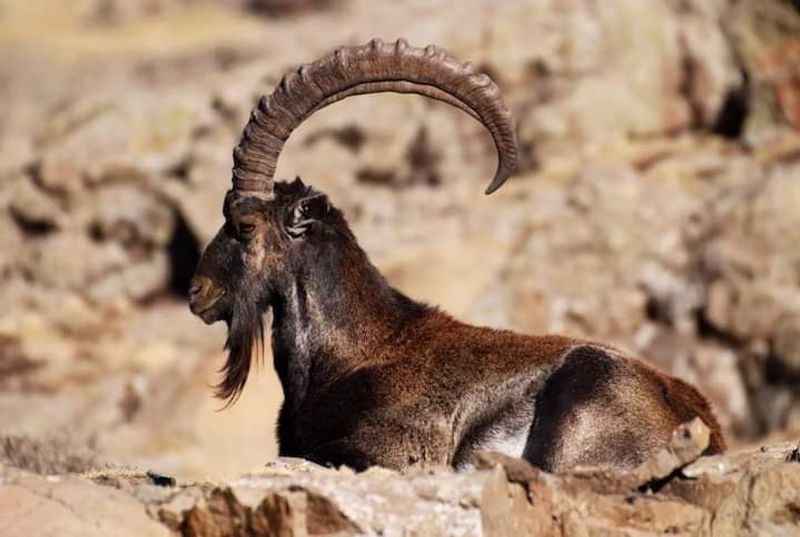 Addis Ababa Private Tour - Male Waliya Ibex in Simen mountains NP