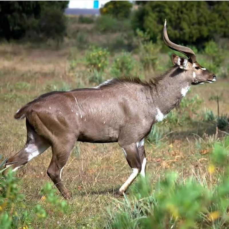 Addis Ababa Private Tour - The endemic Mountain Nyala, Bale NP