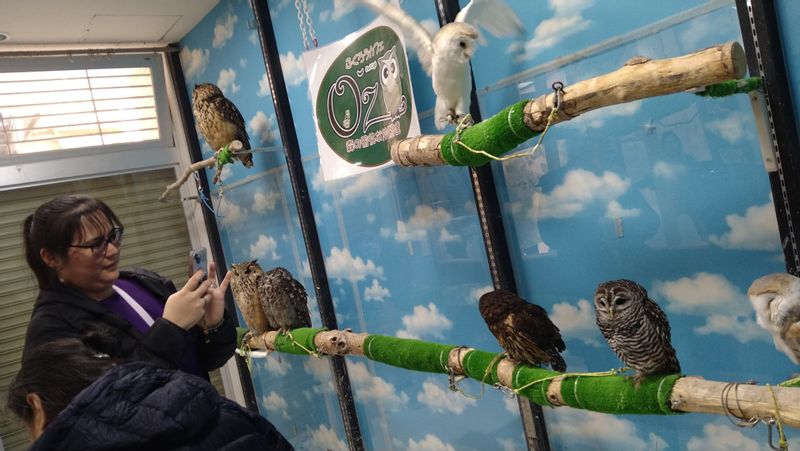 Chiba Private Tour - Owl Cafe