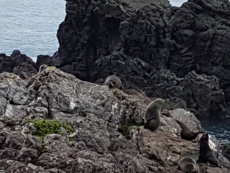 Wellington Private Tour - Seal pups on the south coast