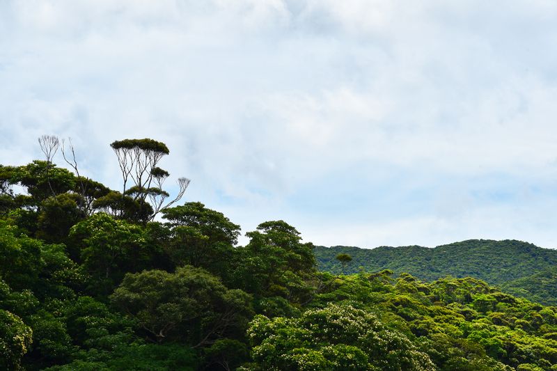Okinawa Main Island Private Tour - Yambaru Forest