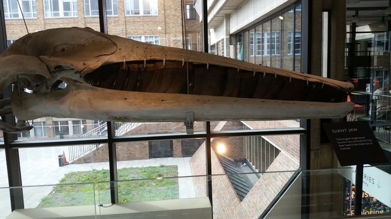 Cambridgeshire Private Tour - Whale skeleton