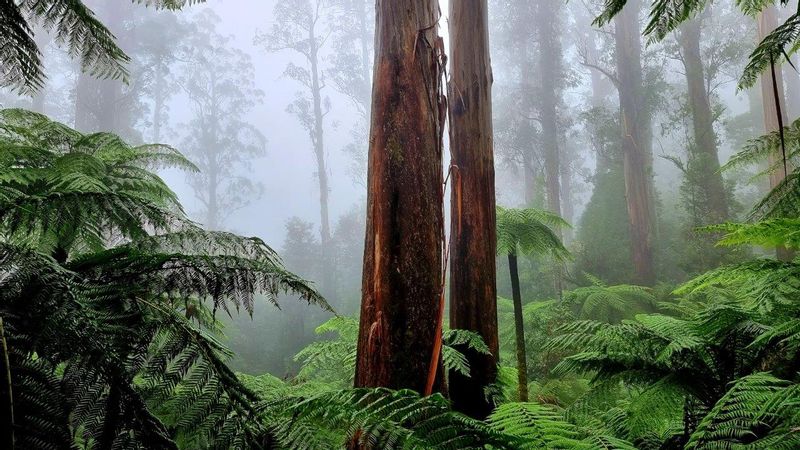 Melbourne Private Tour - Rainforest