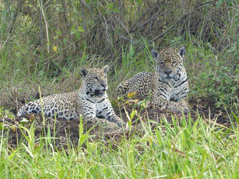 Sao Paulo Private Tour - Jaguar & Birding watch tour Pantanal