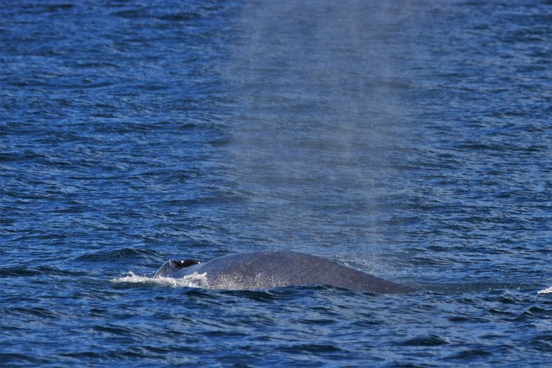 Galle Private Tour - Whale in action - at Mirissa sea 