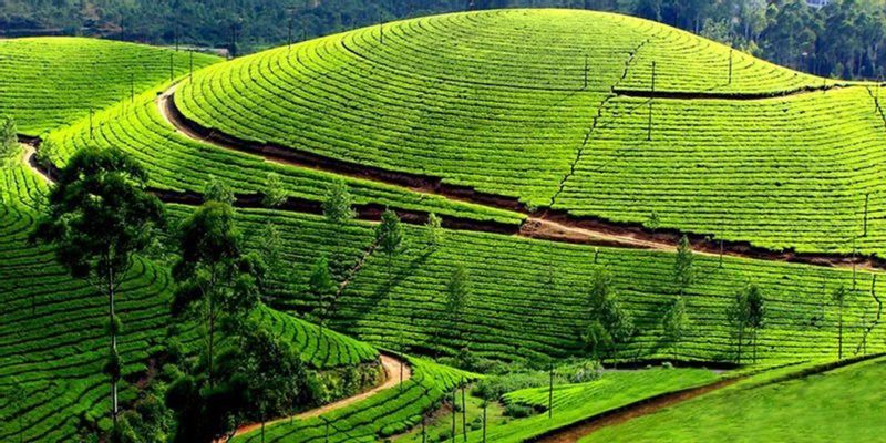 Galle Private Tour - Tea estates in Nuwara Eliya 