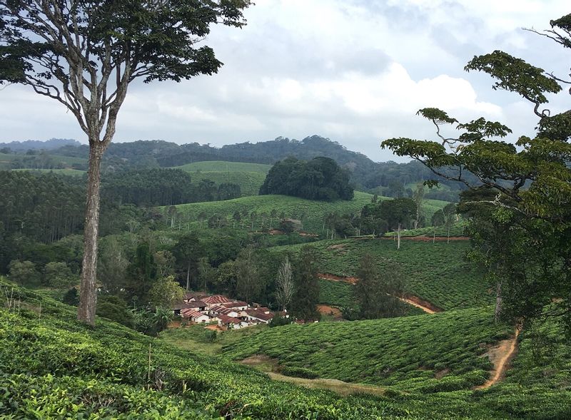 Tanga Private Tour - Amani tea plants from 