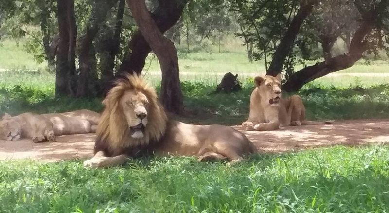 Gauteng Private Tour - Lion Park Safari