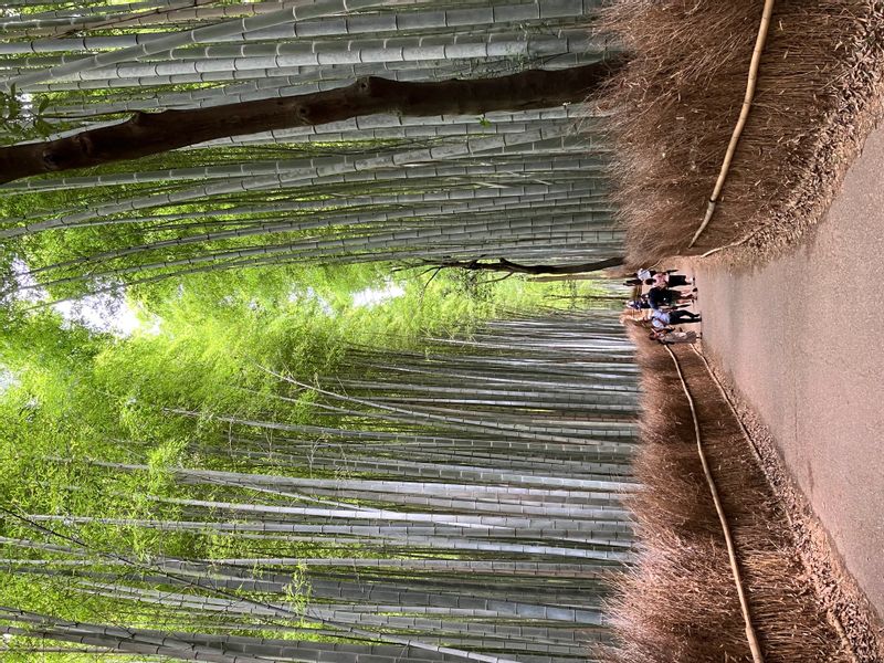 Osaka Private Tour - Bamboo Forest in KYOTO