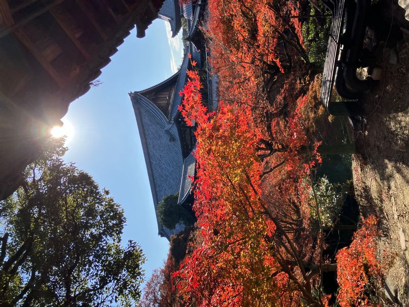 Osaka Private Tour - Autumn in Kyoto 