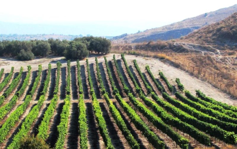 Tel Aviv Private Tour - Galilee Vineyard