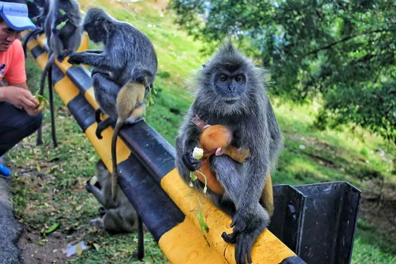 Kuala Lumpur Private Tour - Silvered Leaf Monkey of KL