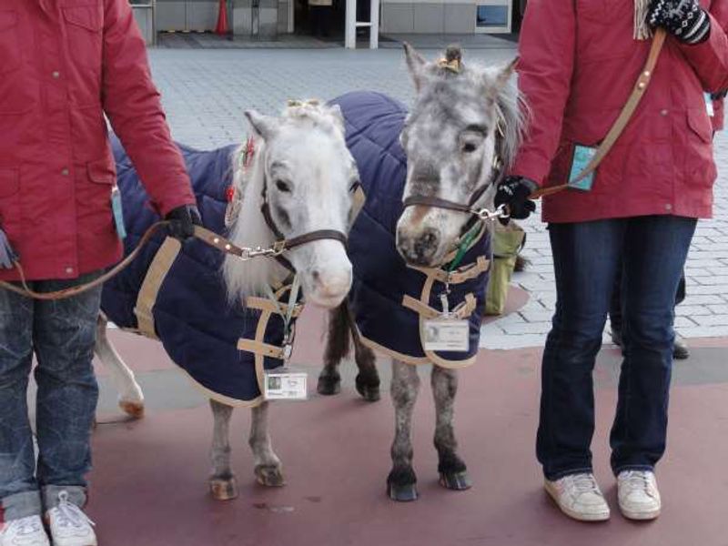 Chiba Private Tour - Cute ponies welcome you  