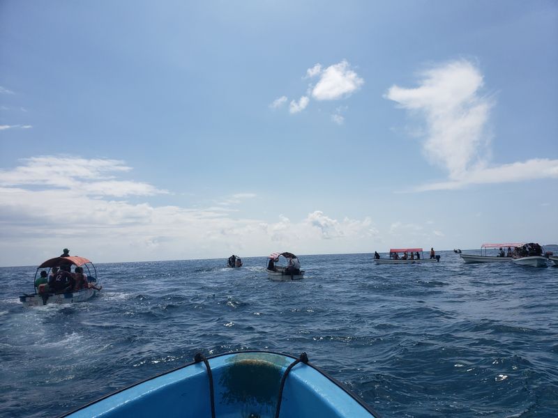 Zanzibar Private Tour - Boats surround a school of Dolphins