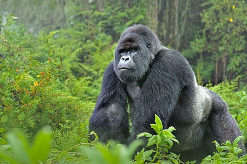 Kabarole Private Tour - Silver back Gorillas