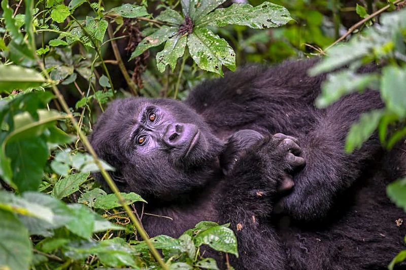 Kabarole Private Tour - Gorilla trekking