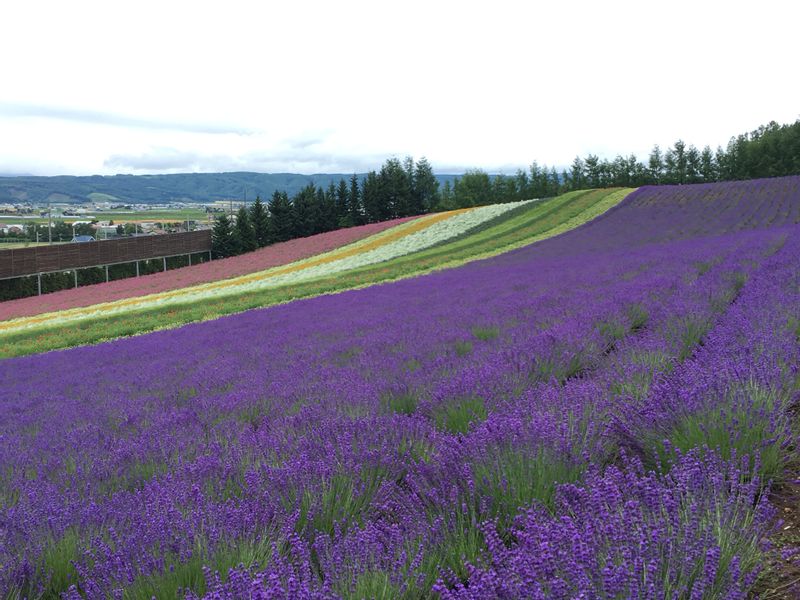 Hokkaido Private Tour - Lavenders in Furano