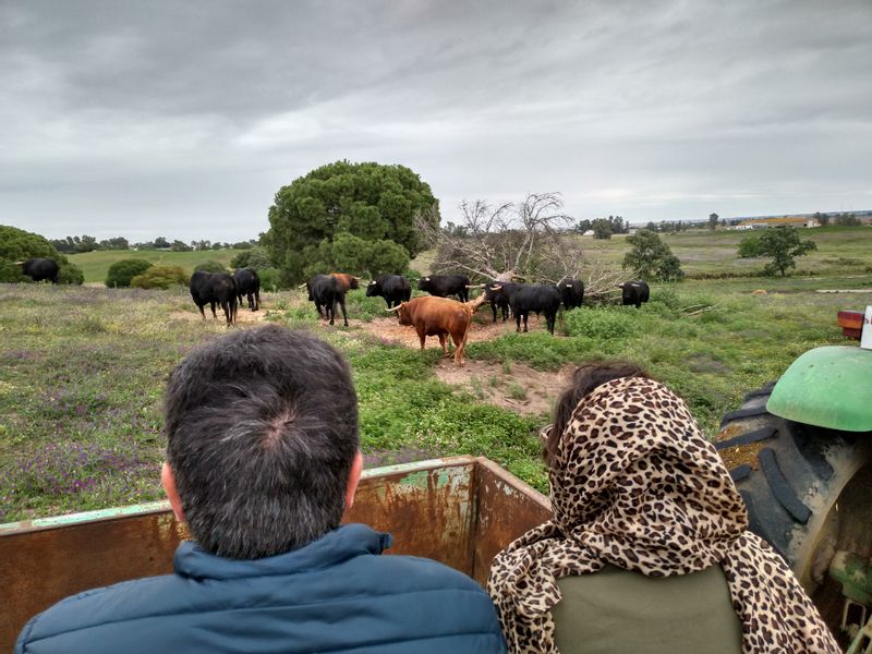 Andalucia Private Tour - Brave bull farm