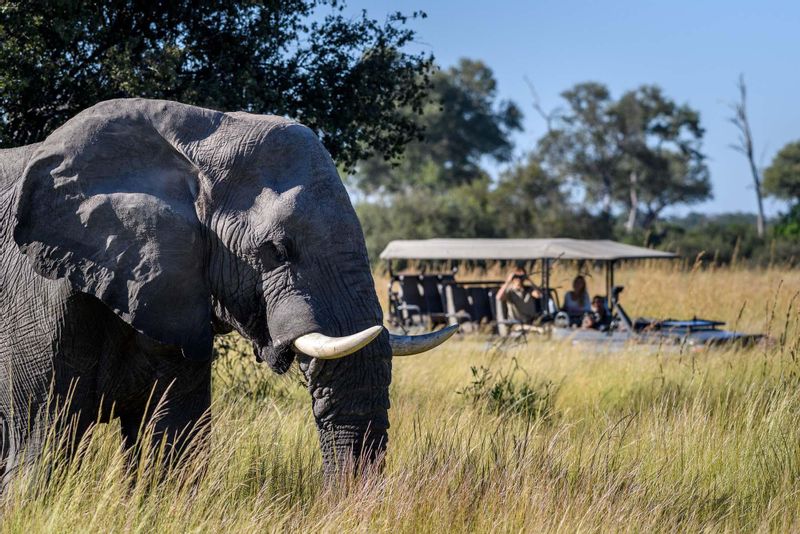 Southern Private Tour - You will see plenty Elephants on game drives