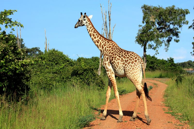 Southern Private Tour - Giraffes are a splendid view in Mosi-oa-Tunya National Park in Livingstone