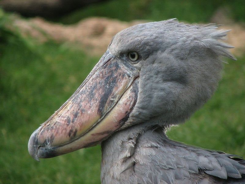 Southern Private Tour - There are the rare Shoe bill birds in Zambia