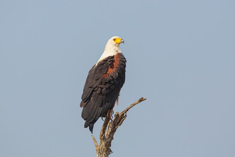 Southern Private Tour - Fish Eagles are very common in the Kafue National Park